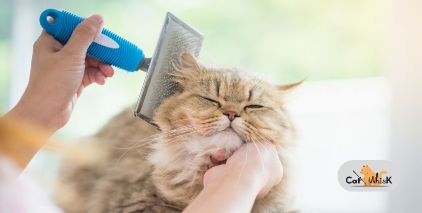 Brush a Long Haired Cat