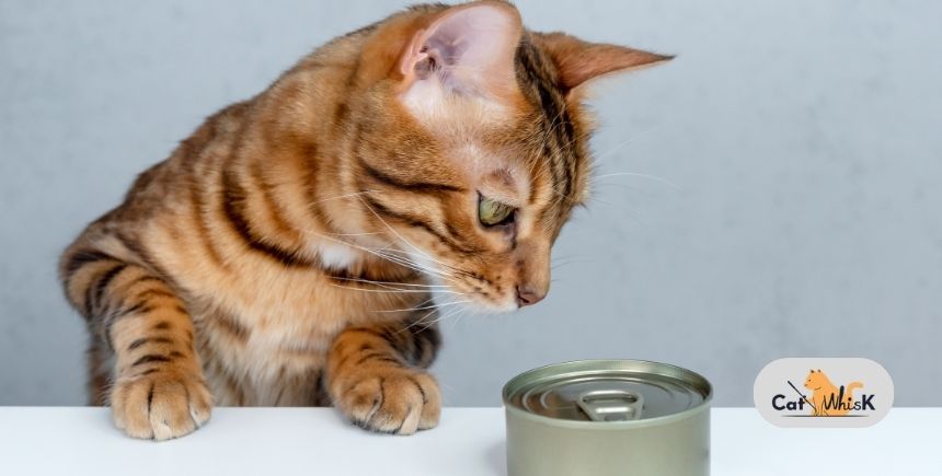 Can Cats Eat Pumpkin