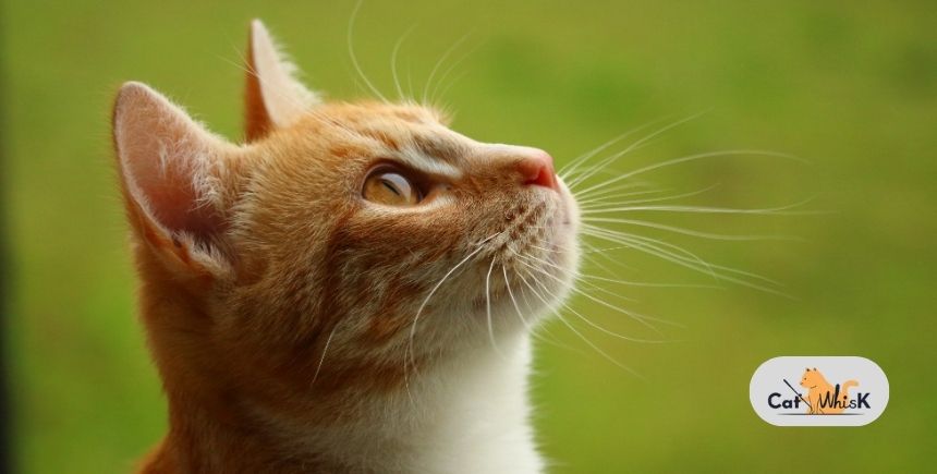 Choosing the Right Cat