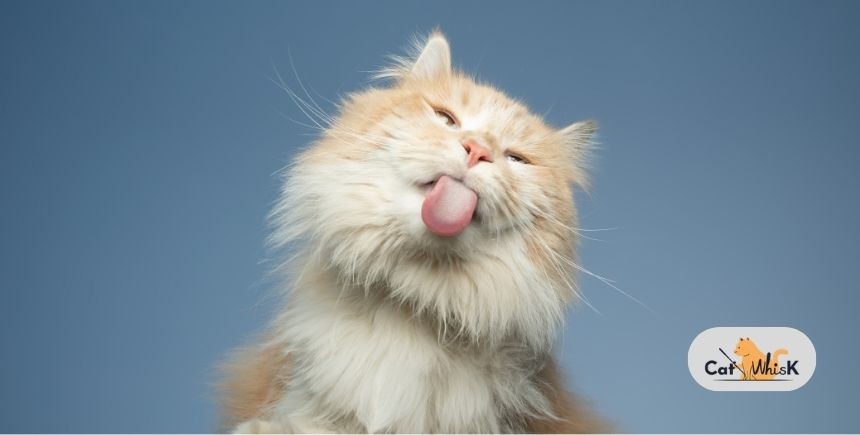 Clicker Training for Cats