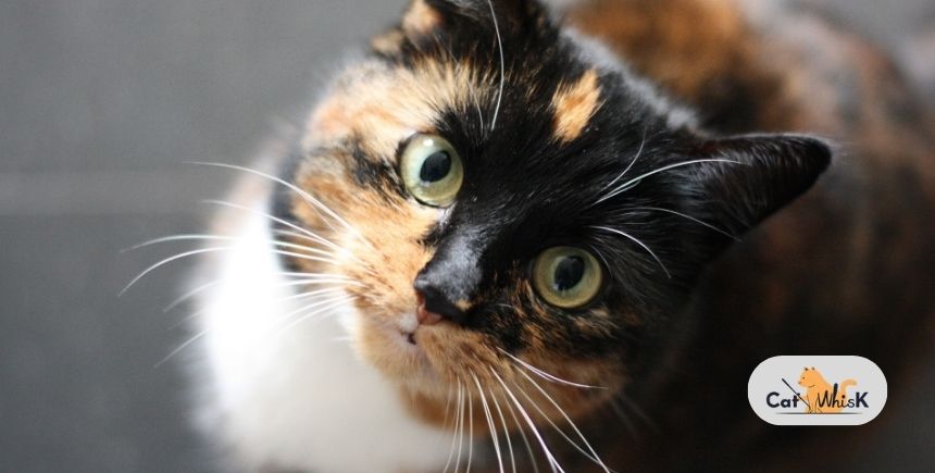 Diabetes in Cats