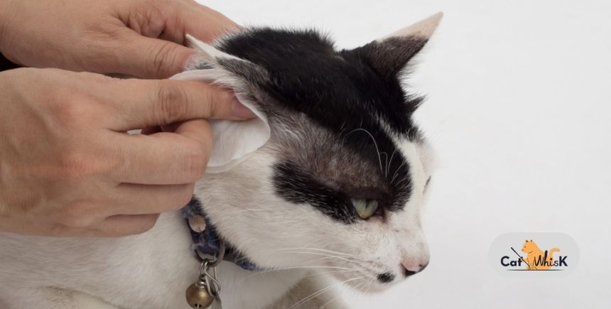 Ear Cleaning for Cats