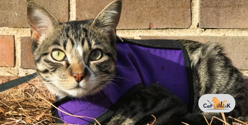 Harness and Leash Training a Cat