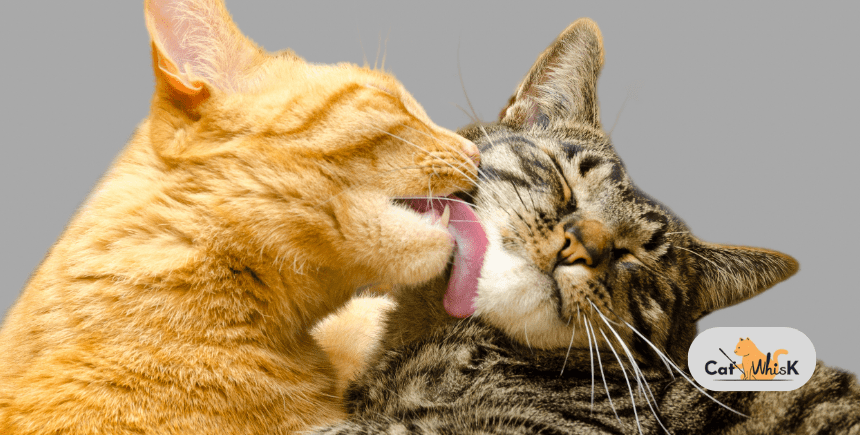 Holiday Hazards for Cats