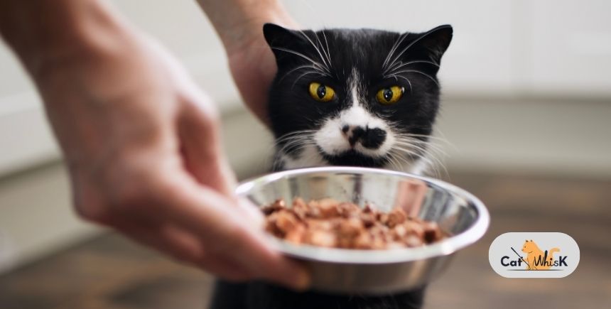 How Much Should I Feed My Cat Per Day