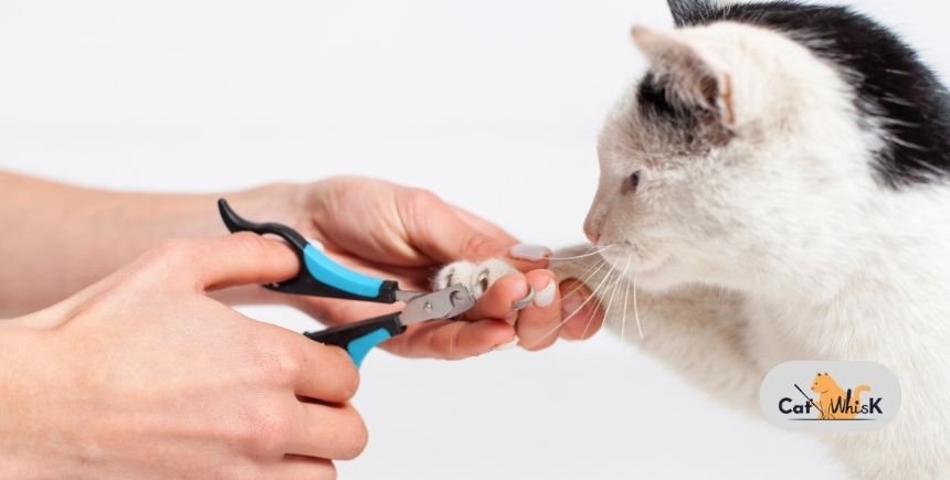 How to Trim a Cats Nails Safely Without the Drama