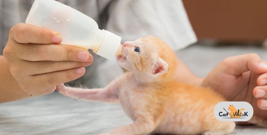 Kitten Feeding
