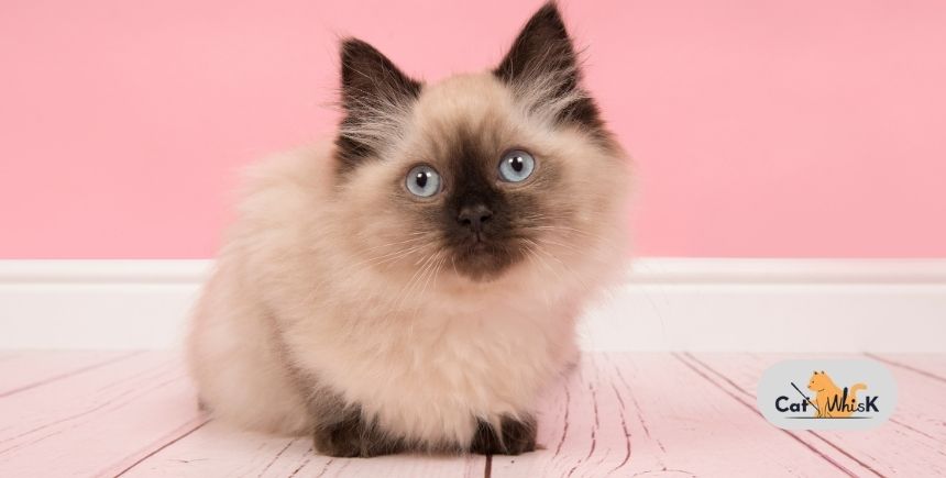 Ragdoll Cat