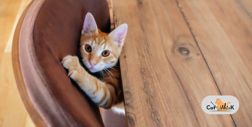 Scratching the Furniture
