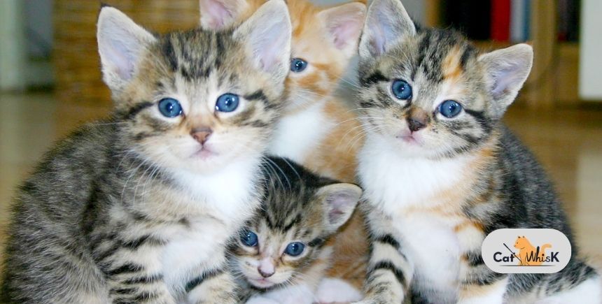 Separation Anxiety in Cats