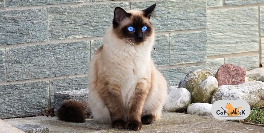 Siamese Cat