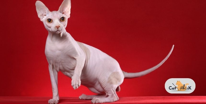 Sphynx Cat