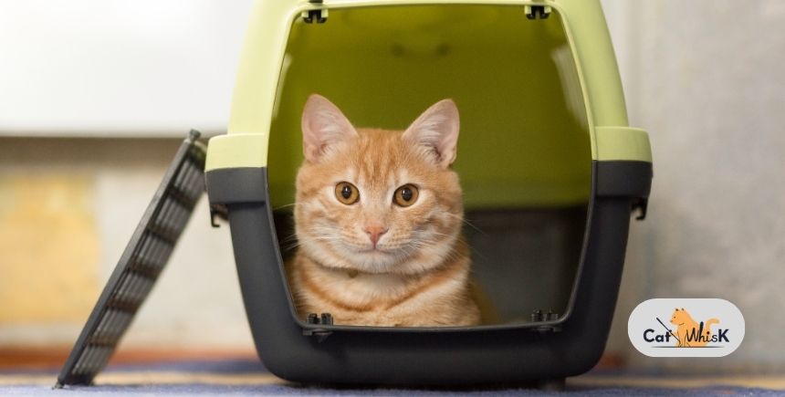 Traveling with a Cat