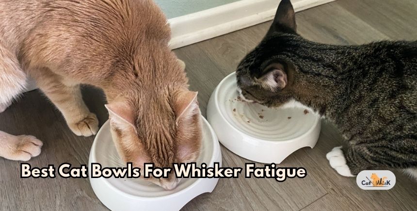 best cat bowls for whisker fatigue