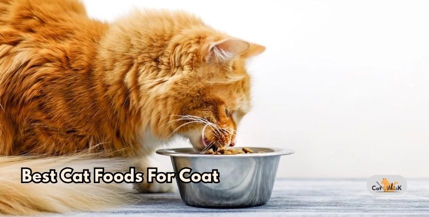 best cat foods for coat
