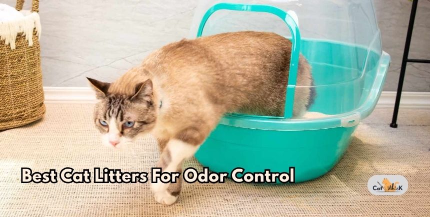 best cat litters for odor control