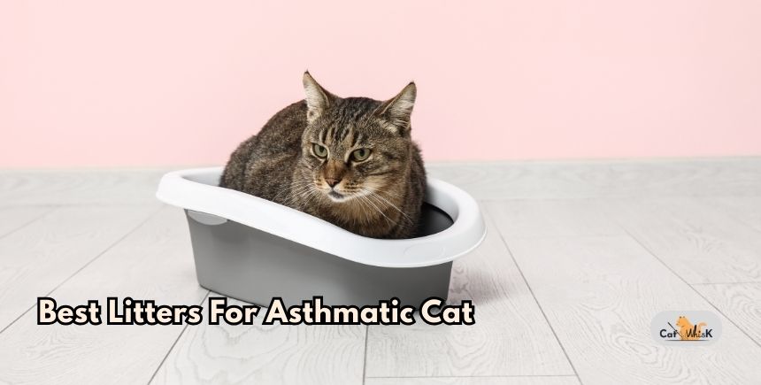 best litters for asthmatic cat