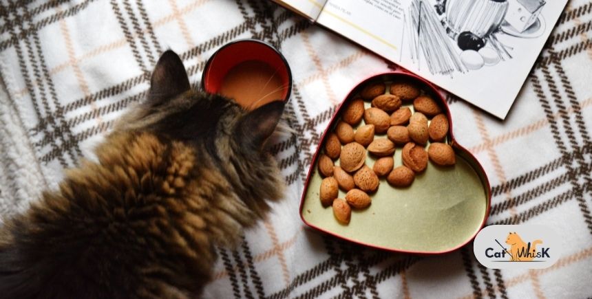 can dogs eat cat food