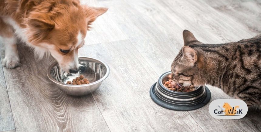 can dogs eat wet cat food