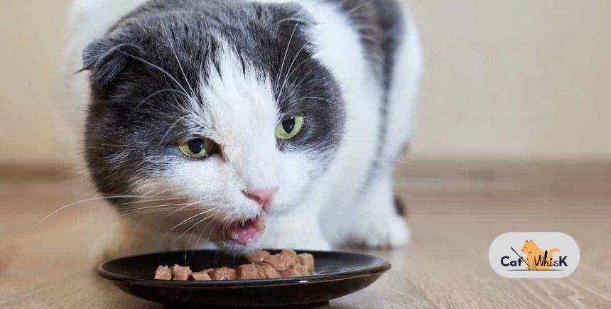 can wet cat food cause diarrhea