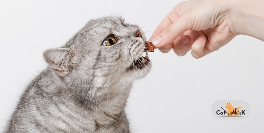 do cat dental treats work