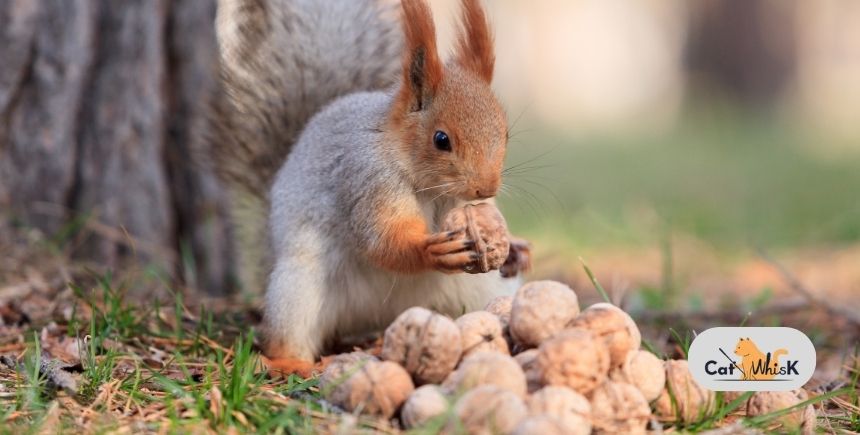 do squirrels eat cat food
