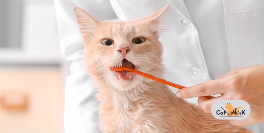 do you need to brush cat teeth