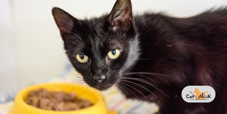 does my cat need urinary food forever