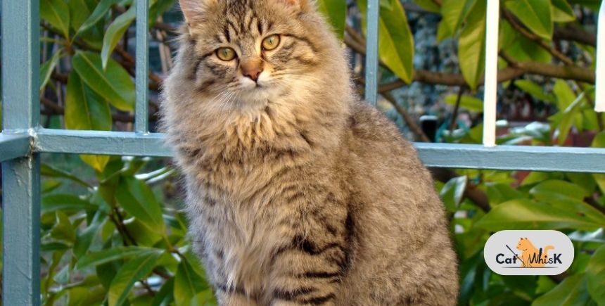 how can i tell if my cat has worms