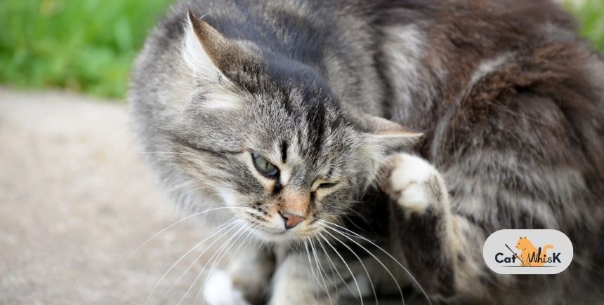 how do you get rid of fleas on a cat