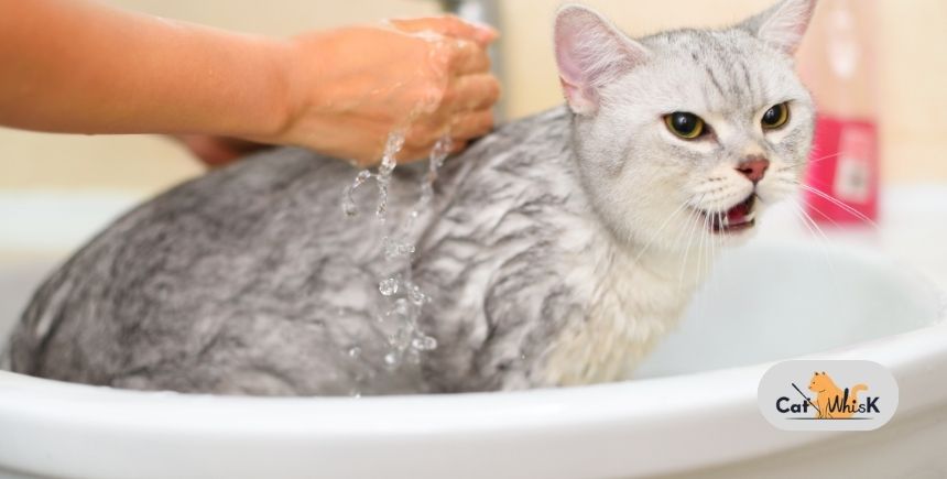 how do you give a cat a bath