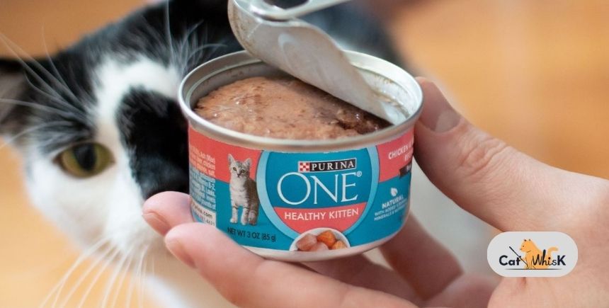 how long can wet cat food sit out