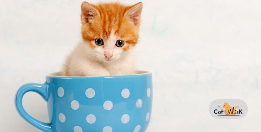 how long is a cat a kitten