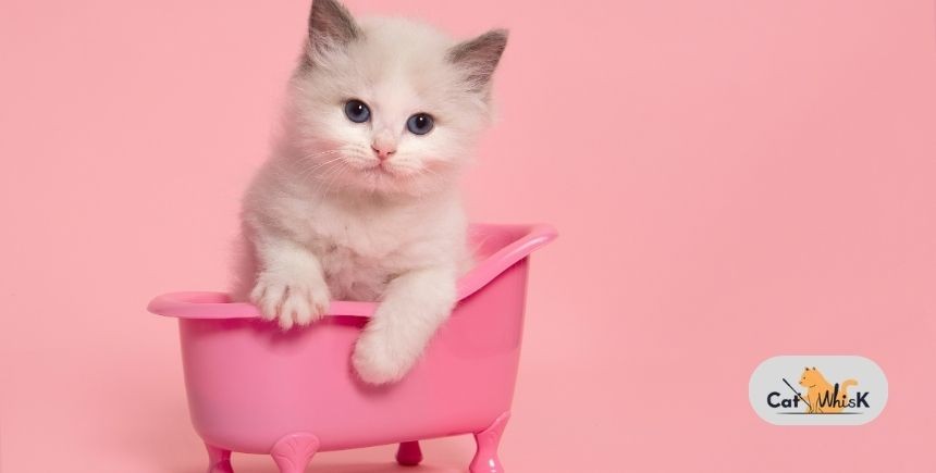 how long is a cat considered a kitten