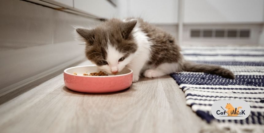 how many times a day should i feed my cat