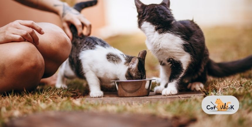 how many times should you feed a cat