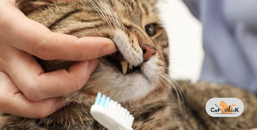 how much does a cat dental cleaning cost
