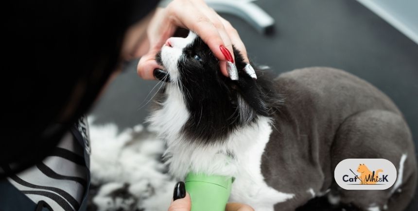 how much does it cost to groom a cat