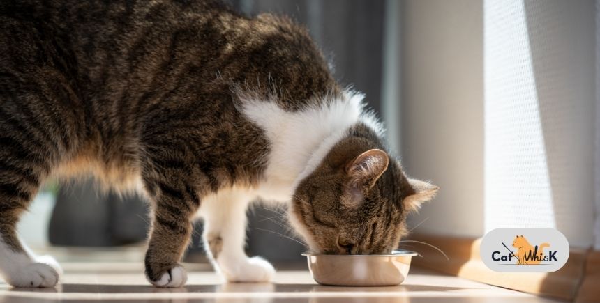 how much food should a cat eat per day