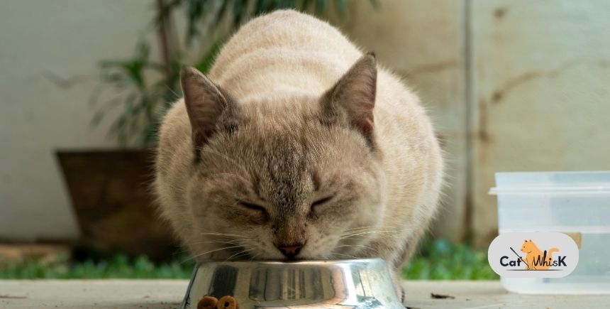 how much food should my cat eat