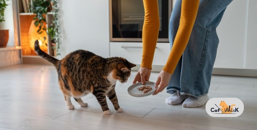 how much to feed a cat chart