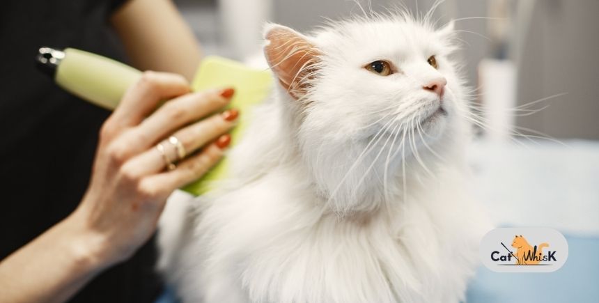 how much to groom a cat