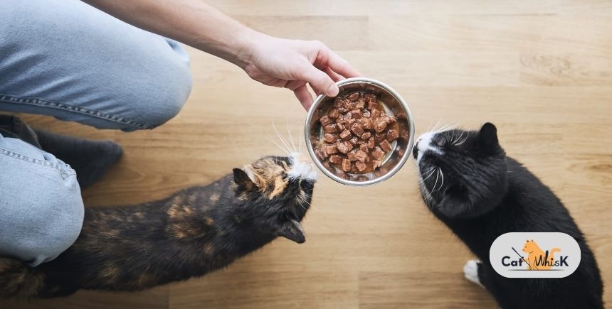 how much wet food should a cat eat