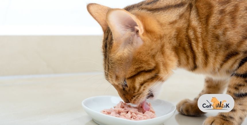 how much wet food should i feed my cat