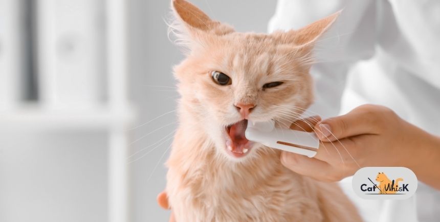 how often brush cat teeth