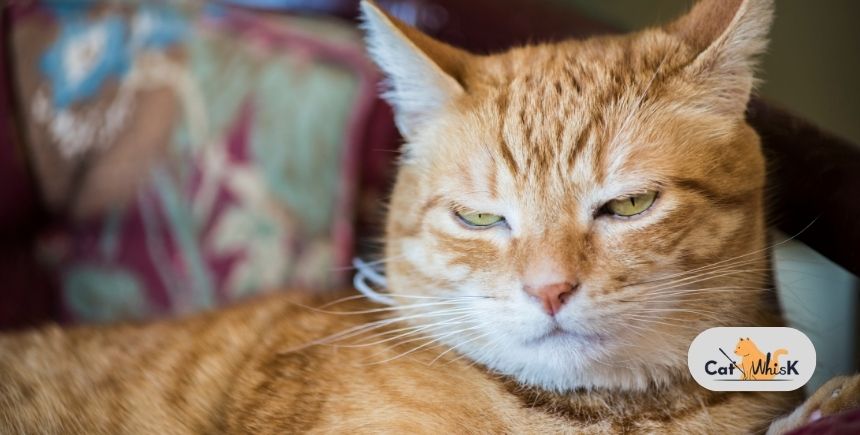 how old can a male cat breed
