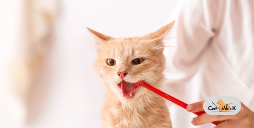 how to brush cat teeth