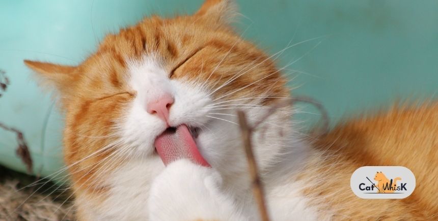 how to encourage a cat to groom itself