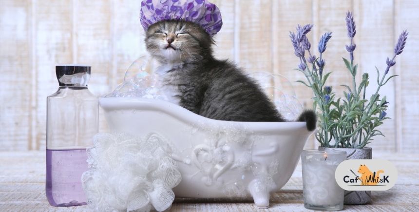 how to give a cat a bath for the first time