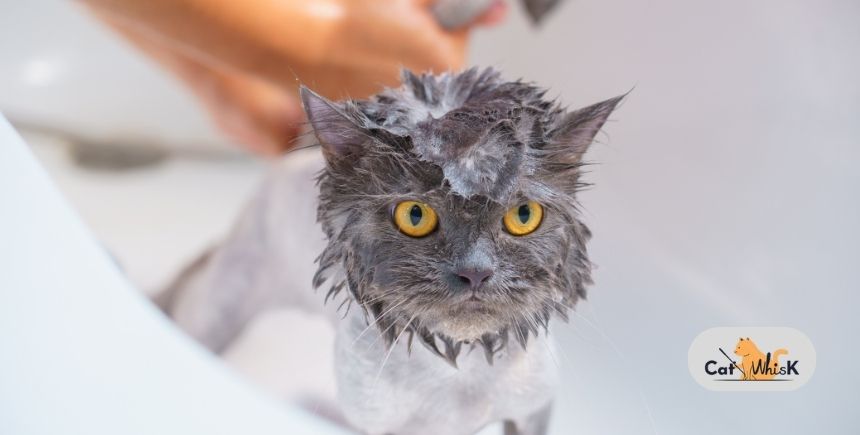 how to give cat a bath